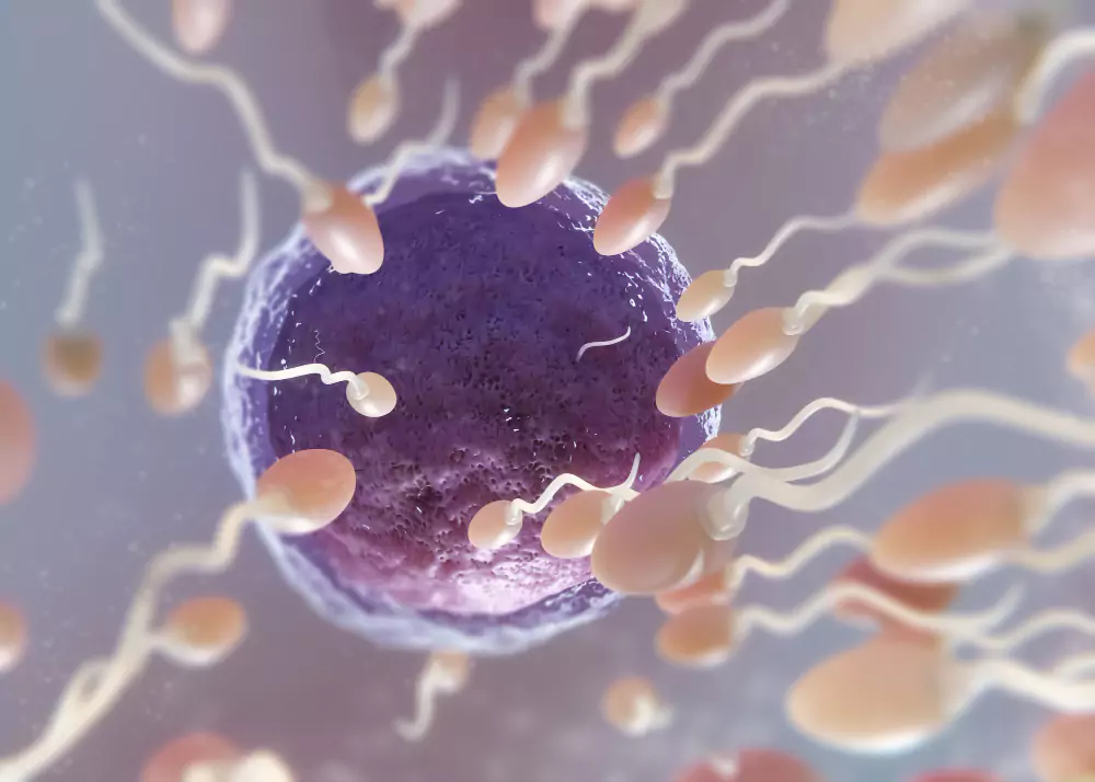 Fertility & IVF